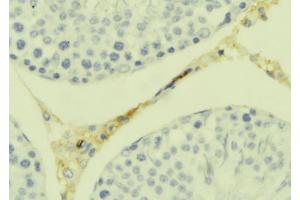 ABIN6277686 at 1/100 staining Mouse testis tissue by IHC-P. (TWEAK antibody  (N-Term))