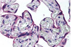 Human Placenta (formalin-fixed, paraffin-embedded) stained with HAPLN3 antibody ABIN292073 at 10 ug/ml followed by biotinylated goat anti-rabbit IgG secondary antibody ABIN481713, alkaline phosphatase-streptavidin and chromogen. (HAPLN3 antibody  (AA 1-50))
