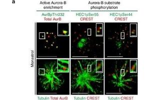 Immunofluorescence (Cultured Cells) (IF (cc)) image for anti-Aurora Kinase B (AURKB) (Internal Region) antibody (ABIN129612)