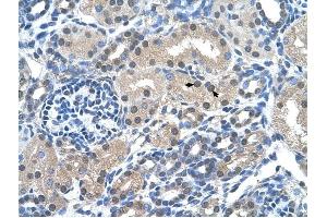 FKBP6 antibody was used for immunohistochemistry at a concentration of 4-8 ug/ml to stain Epithelial cells of renal tubule (arrows) in Human Kidney.