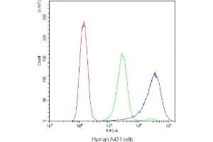 Flow cytometry testing of human A431 cells with CD2AP antibody at 1ug/10^6 cells (blocked with goat sera) (CD2AP antibody)