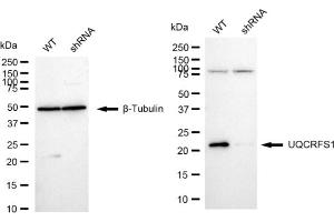 Western blotting analysis using UQCRFS1 antibody (ABIN7800704).