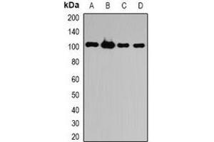 Western blot analysis of ATG9B expression in HepG2 (A), HL60 (B), mouse liver (C), rat brain (D) whole cell lysates. (ATG9B antibody)
