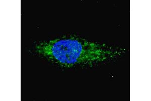Fluorescent image of  cells stained with (ABIN6243032 and ABIN6577351) LC3 (G8A) (P45) antibody. (MAP1LC3A antibody  (AA 30-56))