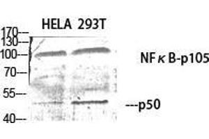 Western Blot (WB) analysis of specific cells using NFkappaB-p105/p50 Polyclonal Antibody. (NFKB1 antibody  (Thr157))
