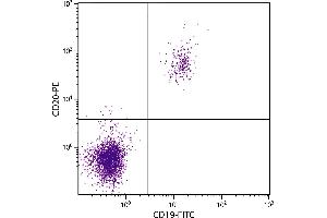 Human peripheral blood lymphocytes were stained with Mouse Anti-Human CD20-PE. (CD20 antibody  (PE))