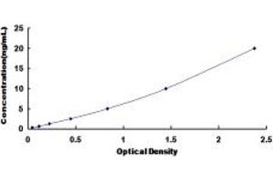 CYP2B6 ELISA Kit