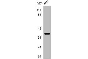 Western Blot analysis of A549 cells using TASK-5 Polyclonal Antibody (KCNK15 antibody  (C-Term))