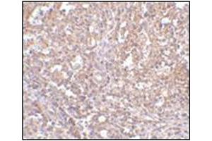 Immunohistochemistry of ORAI1 in human spleen tissue with this product at 2. (ORAI1 antibody  (C-Term))