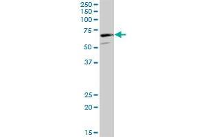 CAMKV MaxPab polyclonal antibody. (CAMKV antibody  (AA 1-501))