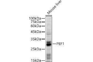 Western blot analysis of extracts of Mouse liver, using PEF1 antibody (ABIN7269202) at 1:500 dilution. (PEF1 antibody)