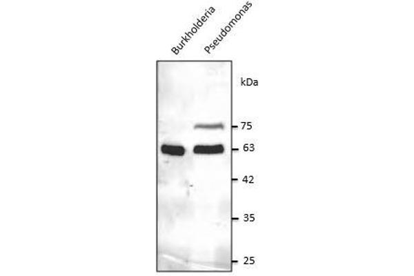 Chaperonin GroEL (GroEL) (C-Term) antibody