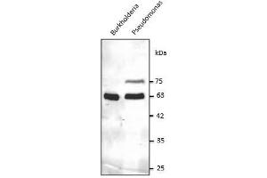 Anti-GroEL Ab at 1/2,500 dilution, 50-100 µg of total protein per Iane, rabbit polyclonal to goat lgG (HRP) at 1/10,000 dilution,