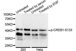 Western Blotting (WB) image for anti-cAMP Responsive Element Binding Protein 1 (CREB1) (pSer133) antibody (ABIN3023523) (CREB1 antibody  (pSer133))