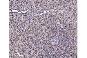 IHC analysis of HES5 using anti-HES5 antibody (ABIN7598966). (HES5 antibody  (AA 1-121))