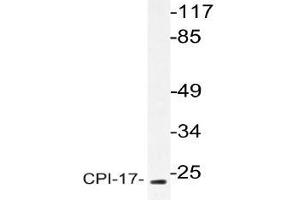 Western blot (WB) analysis of CPI-17 antibody in extracts from HT-29 cells . (CPI-17 antibody)
