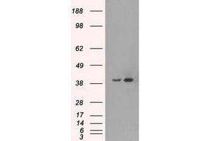 Image no. 1 for anti-Mitogen-Activated Protein Kinase 1 (MAPK1) antibody (ABIN1499293) (ERK2 antibody)