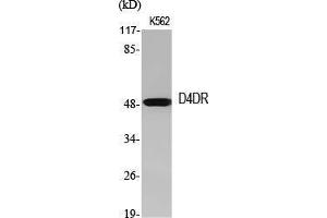 Western Blot (WB) analysis of specific cells using D4DR Polyclonal Antibody. (DRD4 antibody  (C-Term))