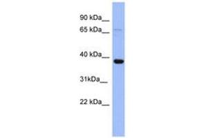 Image no. 1 for anti-Immediate Early Response 5 (IER5) (N-Term) antibody (ABIN6741712) (IER5 antibody  (N-Term))