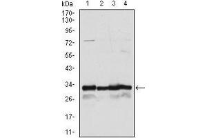 Western blot analysis using NQO1 mouse mAb against A549 (1), Hela (2), MCF-7 (3) and HepG2 (4) cell lysate. (NQO1 antibody)
