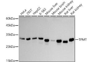 Western blot analysis of extracts of various cell lines, using TPMT antibody (ABIN7270797) at 1:1000 dilution. (TPMT antibody)