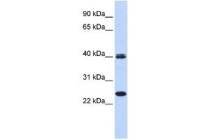 Western Blotting (WB) image for anti-Mesoderm Posterior 1 (MESP1) antibody (ABIN2458389) (MESP1 antibody)