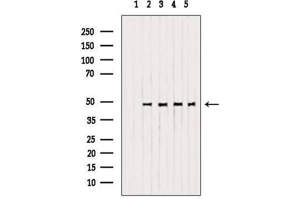 Mu Opioid Receptor 1 antibody  (C-Term)