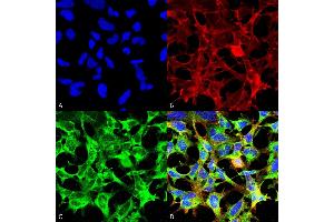 Immunocytochemistry/Immunofluorescence analysis using Mouse Anti-Sulfotyrosine Monoclonal Antibody, Clone 7C5 (ABIN5067487). (Sulfotyrosine antibody)