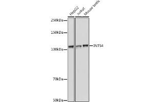 Western blot analysis of extracts of various cell lines, using INTS4 antibody  at 1:1000 dilution. (INTS4 antibody  (AA 1-270))