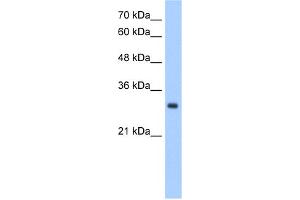 WB Suggested Anti-NPDC1 Antibody Titration:  2.