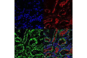 Immunohistochemistry analysis using Mouse Anti-KDEL Monoclonal Antibody, Clone 2C1 (ABIN5650489). (KDEL antibody  (N-Term))