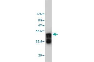 Western Blot detection against Immunogen (36. (APBB2 antibody  (AA 1-100))