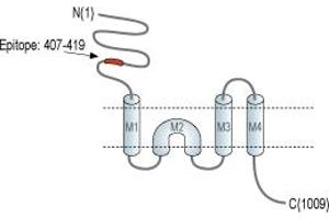 Representative domain view of the target of ABIN7885047.