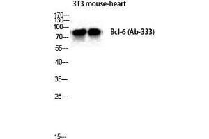 Western Blot (WB) analysis of Mouse Heart NIH-3T3 cells using Bcl-6 Polyclonal Antibody. (BCL6 antibody  (Ser1778))