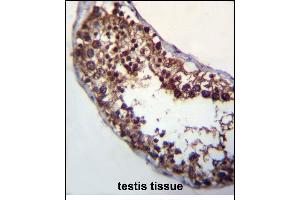 POMT1 Antibody (C-term) (ABIN656314 and ABIN2845617) immunohistochemistry analysis in formalin fixed and paraffin embedded human testis tissue followed by peroxidase conjugation of the secondary antibody and DAB staining. (POMT1 antibody  (C-Term))