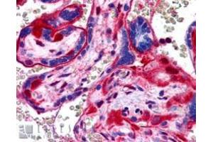 Image no. 1 for anti-Annexin A11 (ANXA11) (N-Term) antibody (ABIN374162) (Annexin A11 antibody  (N-Term))