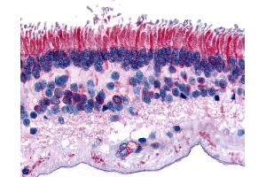 Anti-PTPRM antibody IHC of human eye, retina. (PTPRM antibody  (Internal Region))