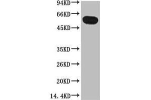 Western blot analysis of Zebrafish skeletal muscle, diluted at 1:5000. (TUBB1 antibody)