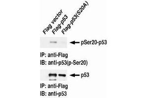 Western Blotting (WB) image for anti-Tumor Protein P53 (TP53) (pSer20) antibody (ABIN1449251) (p53 antibody  (pSer20))