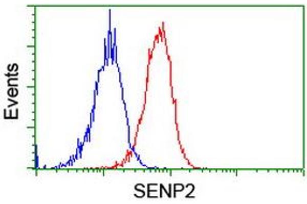 SENP2 antibody  (AA 139-523)