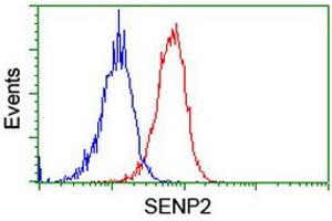 SENP2 抗体  (AA 139-523)