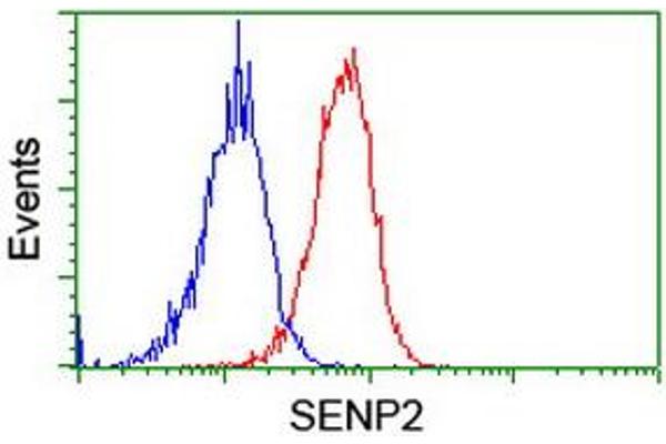 SENP2 anticorps  (AA 139-523)