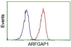 Image no. 3 for anti-ADP-Ribosylation Factor GTPase Activating Protein 1 (ARFGAP1) antibody (ABIN1496682) (ARFGAP1 antibody)