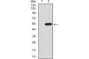 Western blot analysis using KLF6 mAb against HEK293 (1) and KLF6 (AA: 71-283)-hIgGFc transfected HEK293 (2) cell lysate. (KLF6 antibody  (AA 71-283))