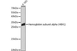 Western blot analysis of extracts of K-562 cells, using Hemoglobin subunit alpha (Hemoglobin subunit alpha (HB)) antibody (4551) at 1:3000 dilution. (HBA1 antibody  (AA 1-100))