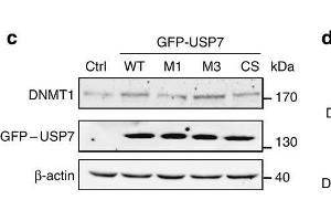 USP7-DNMT1 interaction is required for USP7-mediated stabilization of DNMT1. (DNMT1 antibody  (AA 1-270))