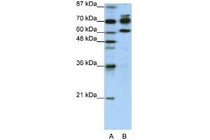 RED1 antibody  (N-Term)