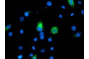 Anti-ILVBL mouse monoclonal antibody (ABIN2454703) immunofluorescent staining of COS7 cells transiently transfected by pCMV6-ENTRY ILVBL (RC203987). (ILVBL antibody)