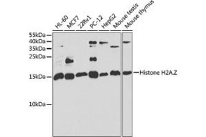 Western blot analysis of extracts of various cell lines, using H2AFZ antibody (ABIN6132046, ABIN6141573, ABIN6141575 and ABIN6222303) at 1:1000 dilution. (Histone H2A antibody  (AA 1-128))