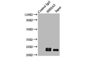 Immunoprecipitating SHISA5 in HepG2 whole cell lysate Lane 1: Rabbit control IgG (1 μg) instead of ABIN7166112 in HepG2 whole cell lysate.